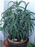 Aloe vera